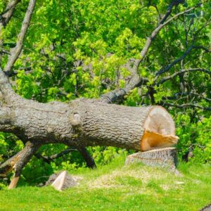 abattage arbre à avignon