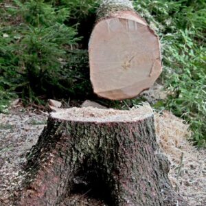 abattage de grand arbre