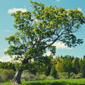 abattage d'un arbre penché dangereux