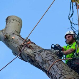 abattage par démontage d'arbre à avignon