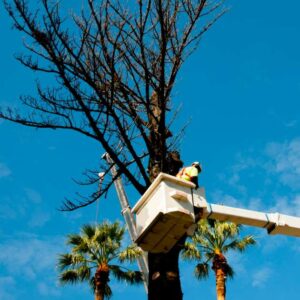 arbre en train d'être abattu à avignon