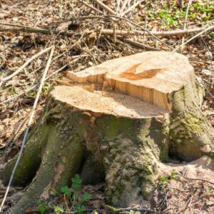 dessouchage arbre
