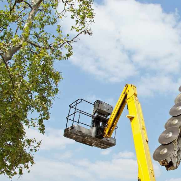élagage d'un grand arbre en hauteur