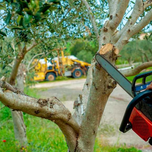 élagage et taille d'un arbre en mauvaise santé