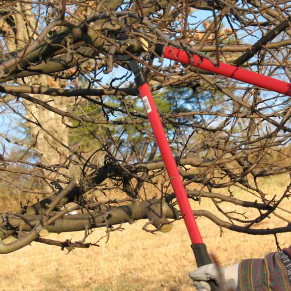 taille d'arbre fruitier
