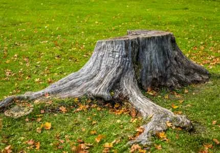 dessouchage et abattage d'arbre